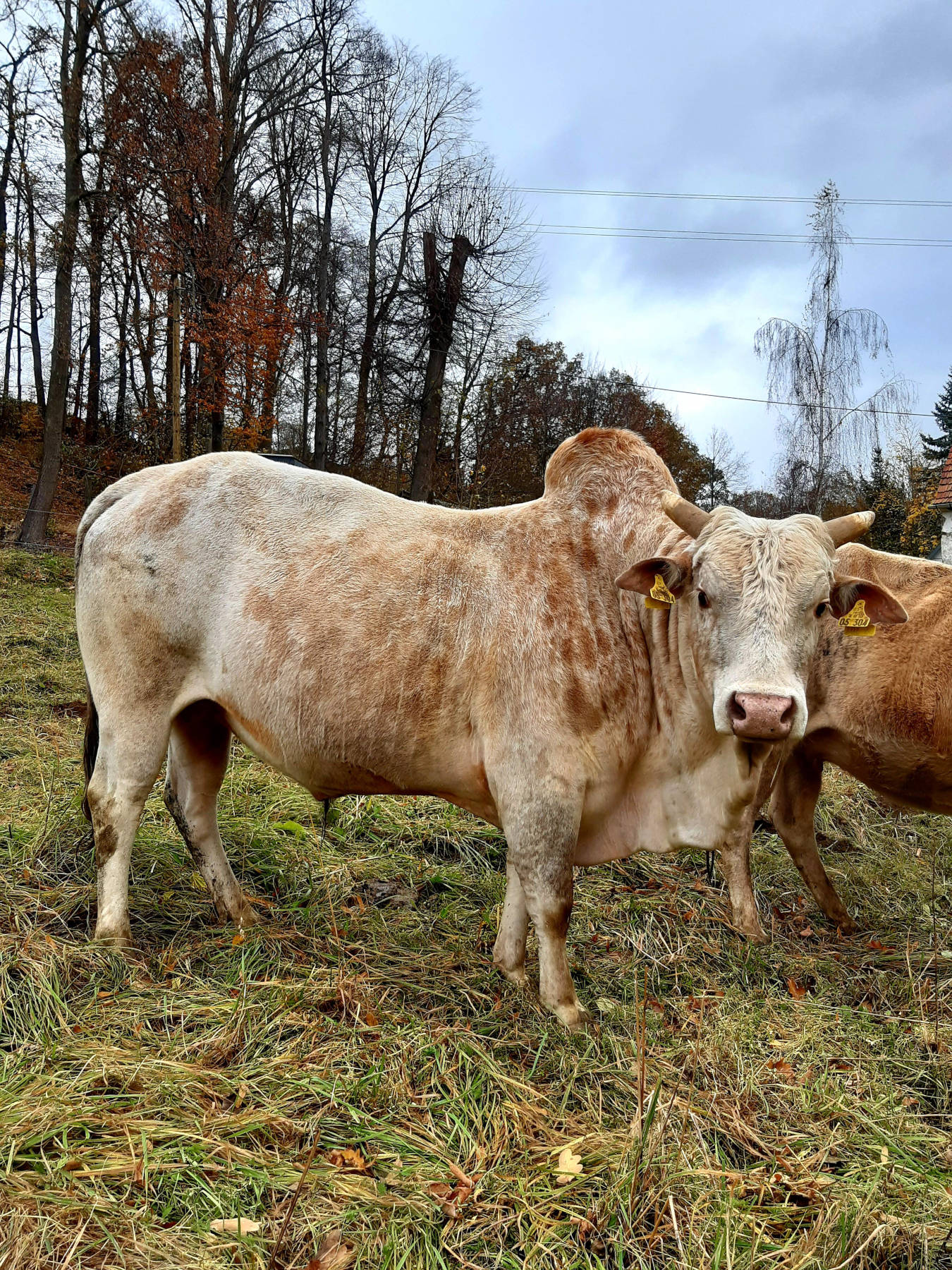 Zuchtbulle König