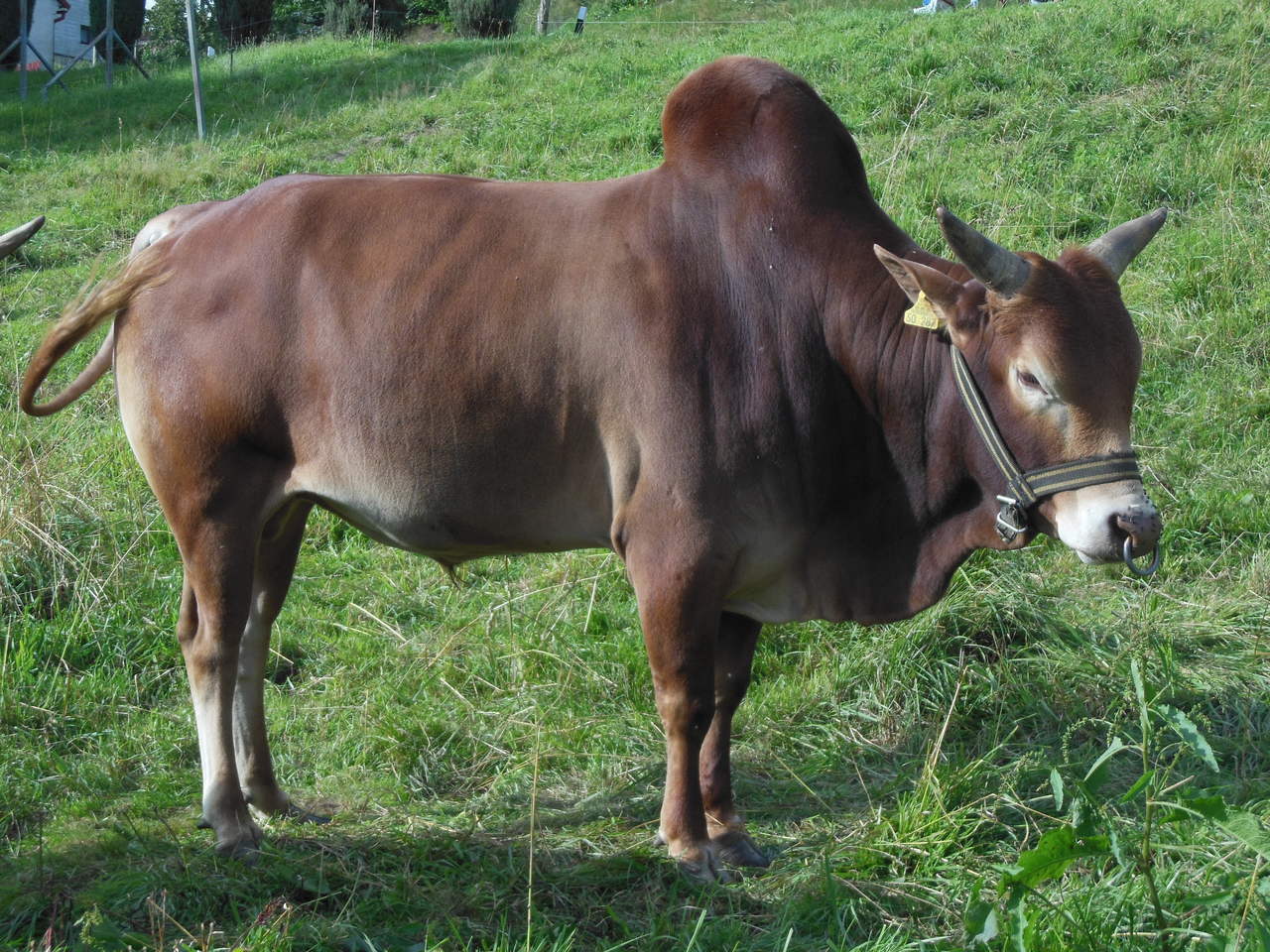 Stammvater Zuchtbulle Adebar